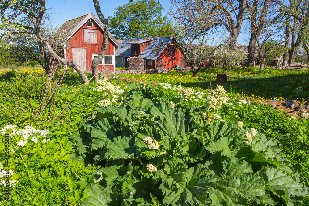 Cultivated vegetables in the countryside