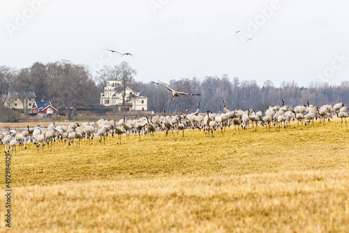 Flock of cranes on a field in a countryside landscape in Sweden photo