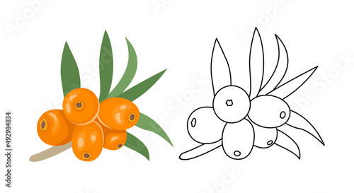 Sea buckthorn color cartoon illustration and outline. Vector fresh ripe yellow berry. Flat icon.