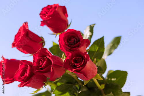 Fototapeta Naklejka Na Ścianę i Meble -  Postcard. Red roses on a blue background. Congratulations on March 8, Valentine's Day, Mother's Day, Birthday, Anniversary, Wedding, Teacher's Day, to women. Copy space.Flatly