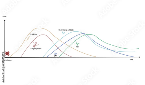 A Diagram represents the correlation of the biomarker level ( RNA, Antigen protein,Neutralizing antibody,IgM and IgG) and response time after viral infection that useful for research or diagnosis lab. photo