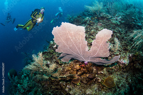 Reef Scuba Diving in Belize