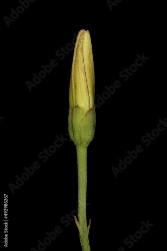 Field Bindweed  Convolvulus arvensis . Floral Bud Closeup