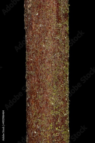 Japanese Spiraea (Spiraea japonica). Wintering Twig Detail Closeup