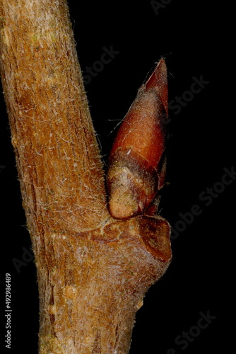 White Elm (Ulmus laevis). Lateral Bud Closeup