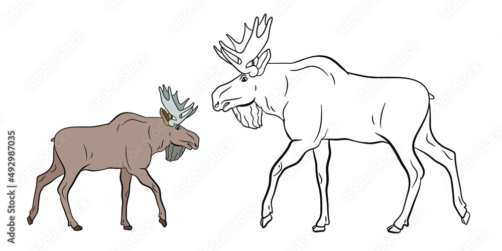 Fototapeta premiumAnimals, moose. Coloring book for children, black and white image of a wild moose. Vector drawing.