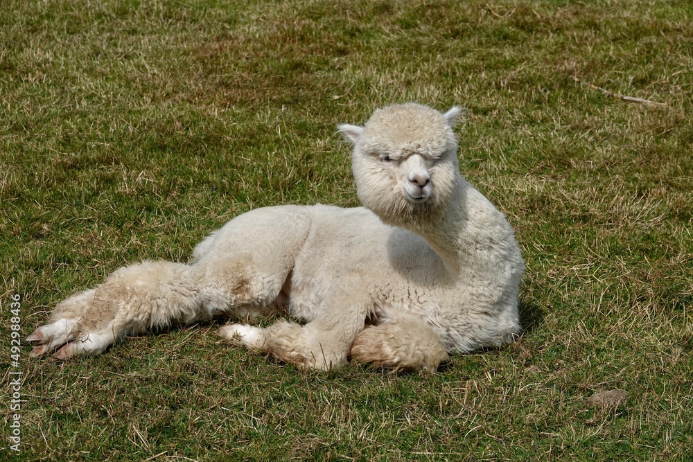 Cute adult llama alpaca lying on green grass and staring at the camera. High quality photo Cute adult llama alpaca lying on green grass and staring at the camera. High quality photo