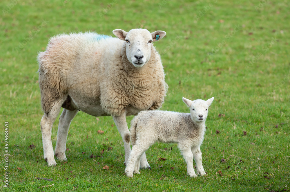Ewe, a female sheep with her newborn lamb, in early Spring. Concept: a mother's love. Facing forward. Close up. Horizontal. Space for copy. Yorkshire Dales. UK Ewe, a female sheep with her newborn lamb, in early Spring. Concept: a mother's love. Facing forward. Close up. Horizontal. Space for copy. Yorkshire Dales. UK