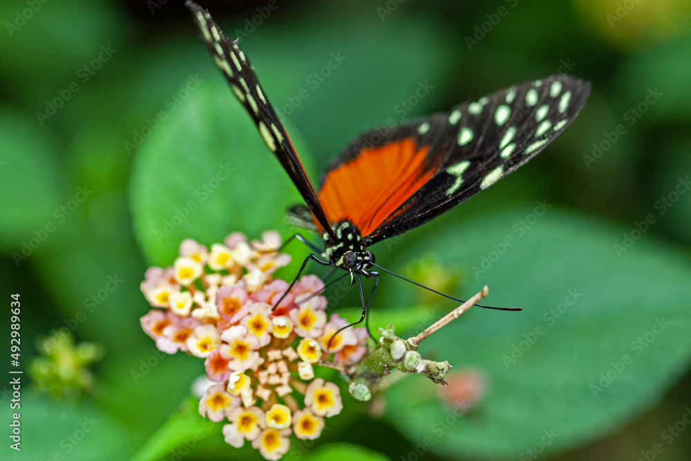 Papillon Heliconius hecale sur une fleur Papillon Heliconius hecale sur une fleur