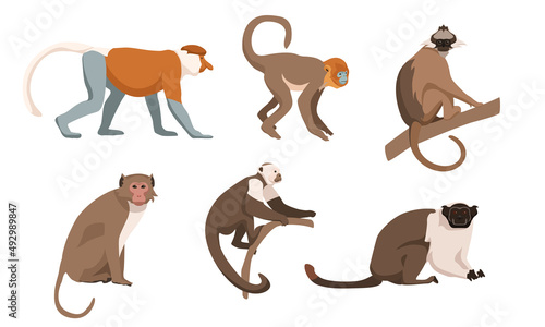 Set of monkeys in cartoon style. Vector illustration. Types of monkeys are proboscis, golden snub-nosed, panamanian white-faced capuchin, rhesus, black-crested sumatran langur, pied tamarin.