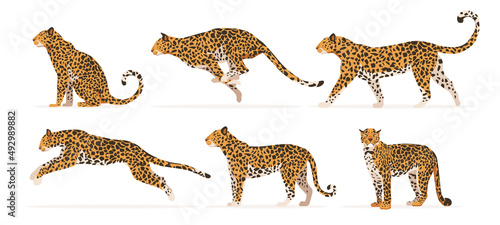 Set of cheetah or leopard in different angles and emotions in a cartoon style. Vector illustration of predators African animals isolated on white background. © MVshop
