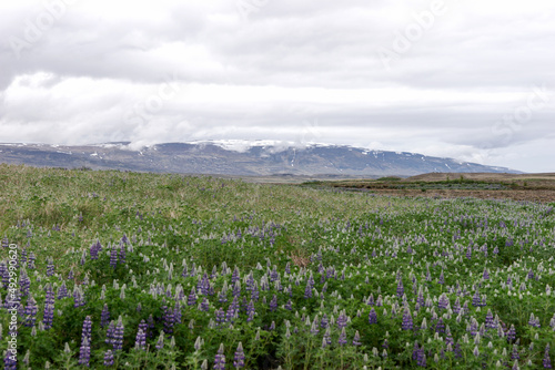 Typical Icelandic violet blooming flowers (Lupins) with mountains in the background
