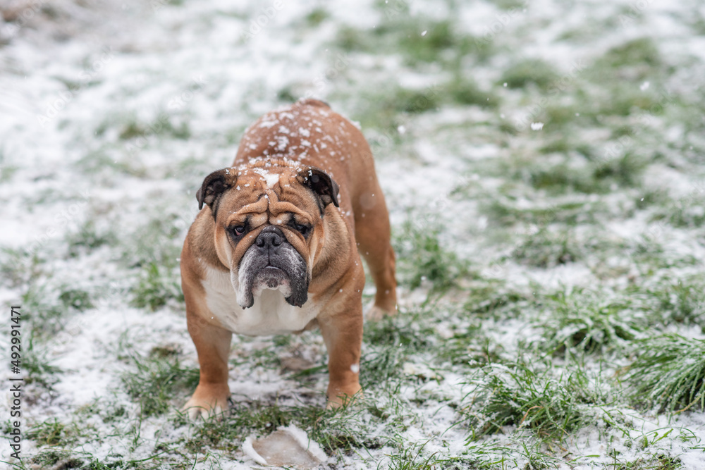 Obraz premium Red English British Bulldog in orange harness out for a walk standing on the snow in sunny day