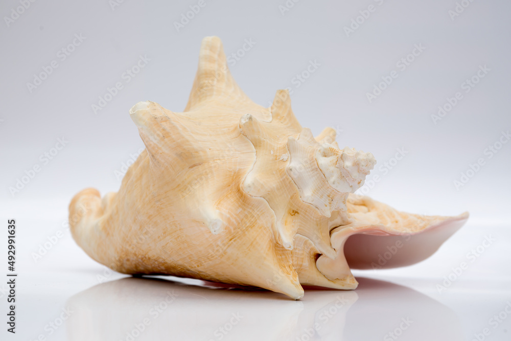 Marine life, marine animals, sea shells and seashells, snails, sea shells collection Marine life, marine animals, sea shells and seashells, snails, sea shells collection
