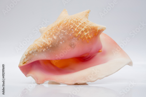 Marine life, marine animals, sea shells and seashells, snails, sea shells collection