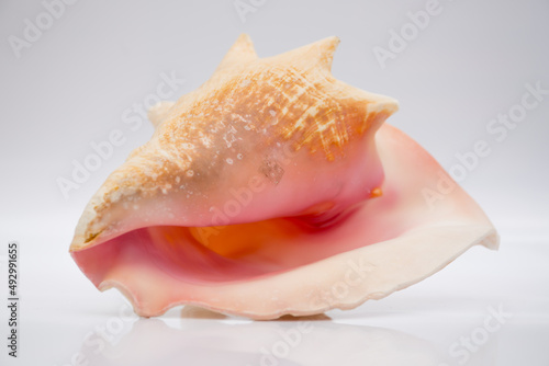 Marine life, marine animals, sea shells and seashells, snails, sea shells collection