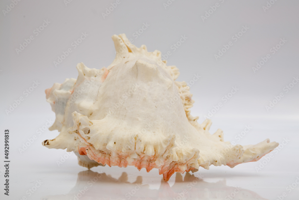 Marine life, marine animals, sea shells and seashells, snails, sea shells collection Marine life, marine animals, sea shells and seashells, snails, sea shells collection