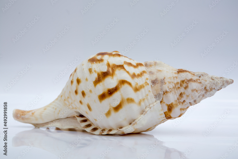 Marine life, marine animals, sea shells and seashells, snails, sea shells collection