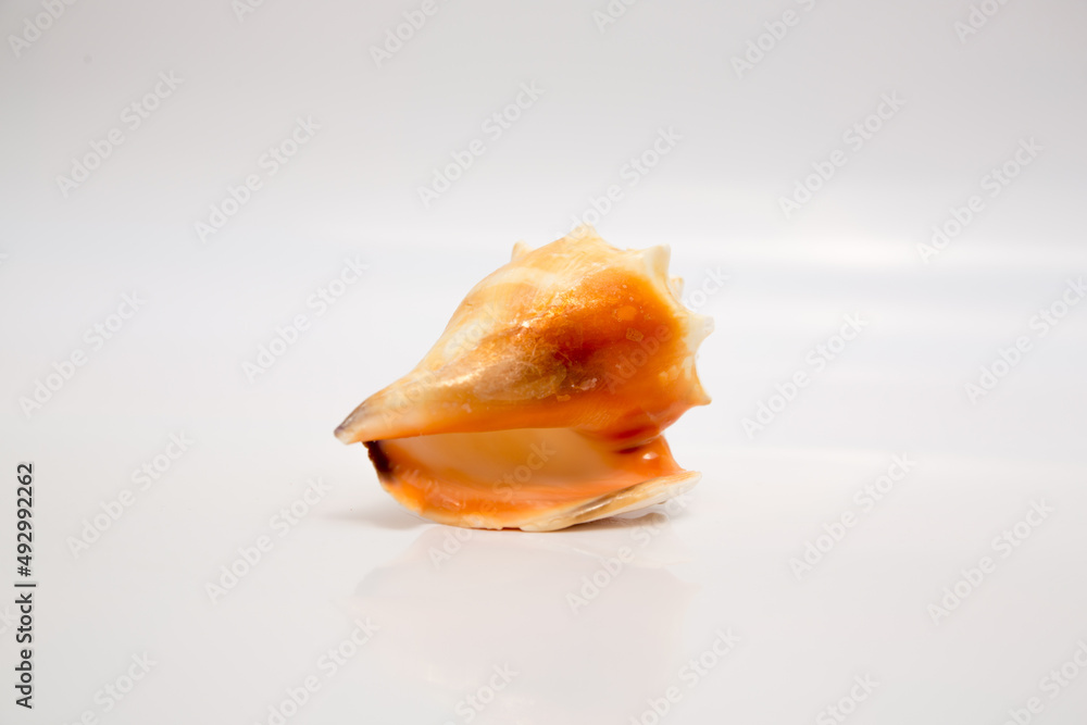 Marine life, marine animals, sea shells and seashells, snails, sea shells collection Marine life, marine animals, sea shells and seashells, snails, sea shells collection