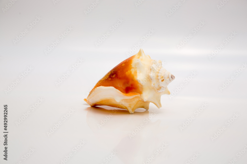 Marine life, marine animals, sea shells and seashells, snails, sea shells collection Marine life, marine animals, sea shells and seashells, snails, sea shells collection
