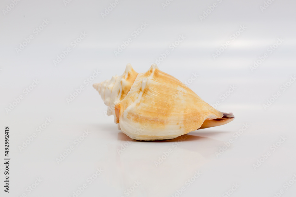Marine life, marine animals, sea shells and seashells, snails, sea shells collection Marine life, marine animals, sea shells and seashells, snails, sea shells collection