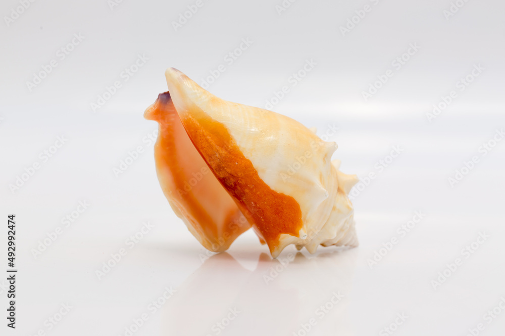 Marine life, marine animals, sea shells and seashells, snails, sea shells collection Marine life, marine animals, sea shells and seashells, snails, sea shells collection