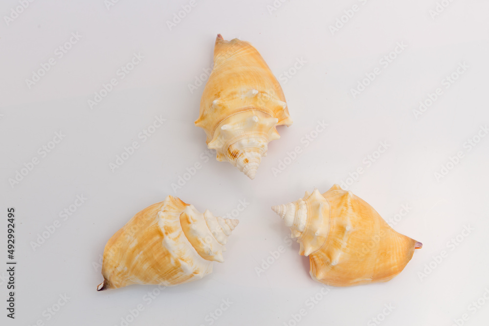 Marine life, marine animals, sea shells and seashells, snails, sea shells collection Marine life, marine animals, sea shells and seashells, snails, sea shells collection