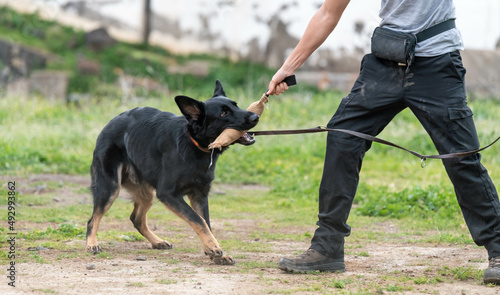 Dog training with his owner. German shepherd puppy © Iván Berrocal