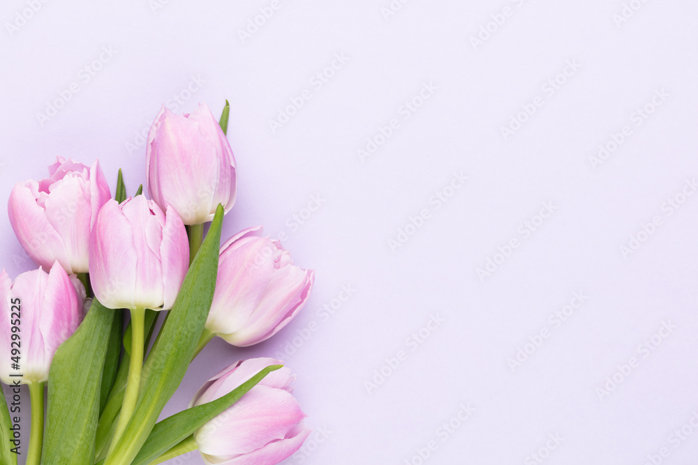 Lilac tulip flower on purple background.