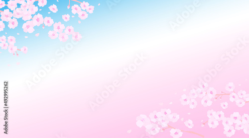 桜　背景素材