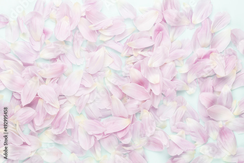 Fototapeta Naklejka Na Ścianę i Meble -  Pink tulip petals on pastel background.