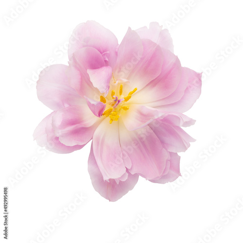 Pink tulip flower isolated on white background.