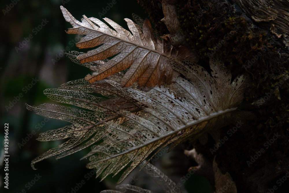 Close up Dried Fern Leaves Close up Dried Fern Leaves