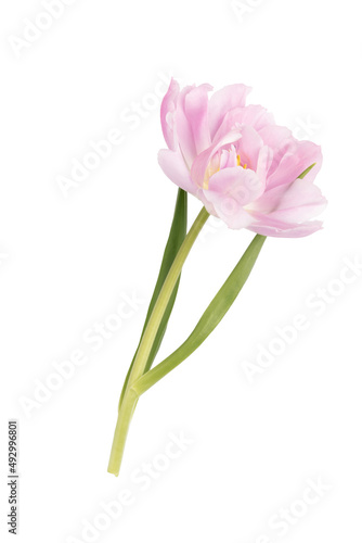 Pink tulip flower isolated on white background. © gitusik