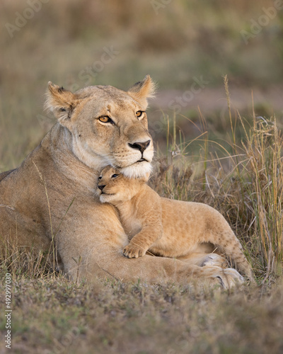 Lioness mother with young cub snuggling in to her.  Taken in the Masai Mara Kenya