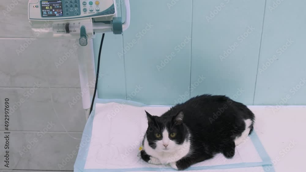 Vidéo Stock Cat treats with infusion drip at veterinary clinic. Cats