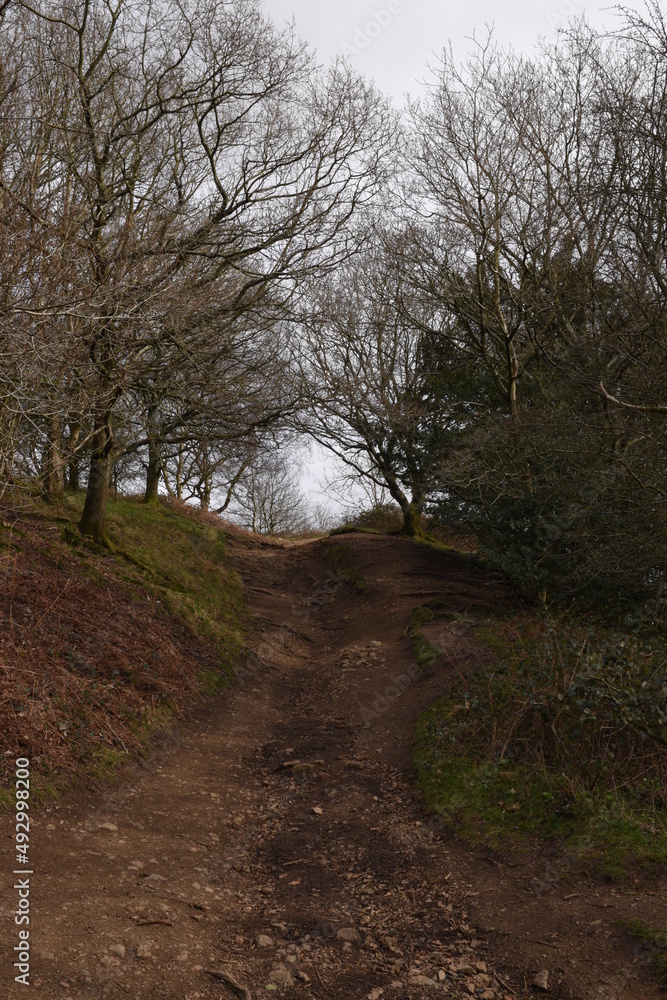 a path through the woodland on the Malvern hills a path through the woodland on the Malvern hills