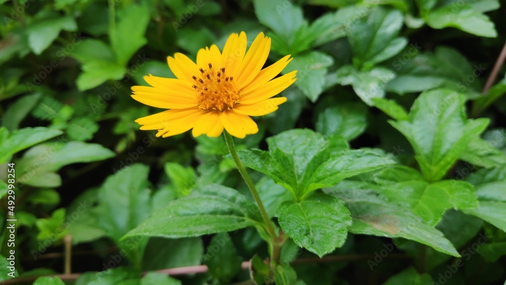 Yellow Bloom Yellow Bloom