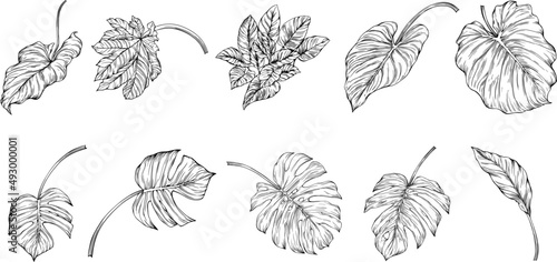 Leaves isolated on white. Tropical leaves. Hand drawn vector illustration.