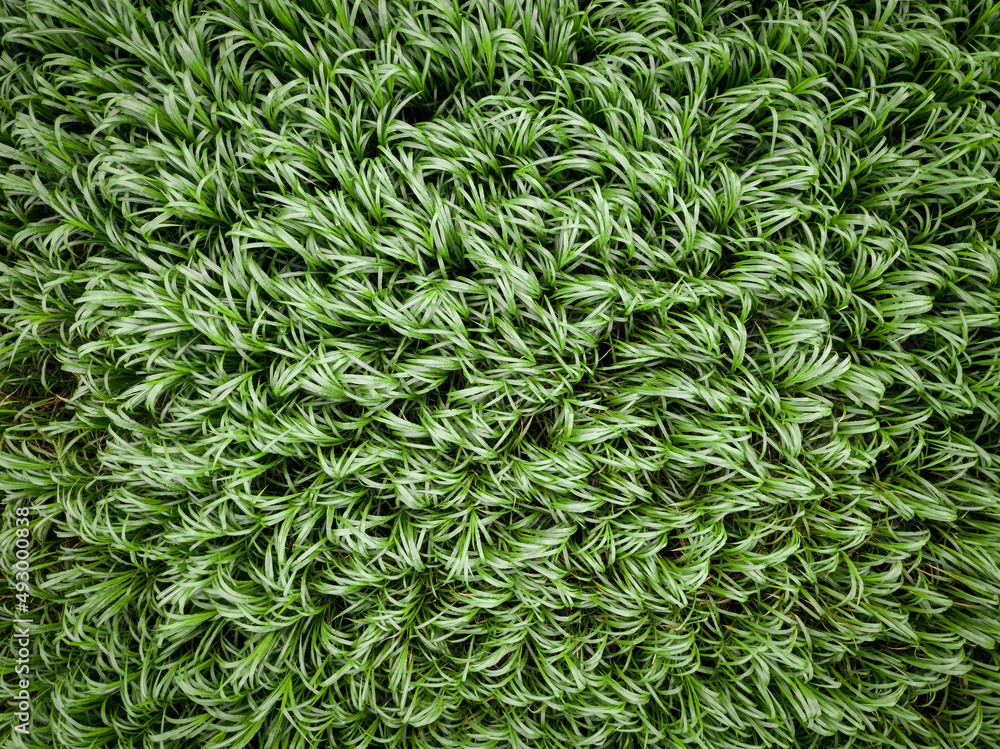 Napier Grass Above View Texture Backgrounds Napier Grass Above View Texture Backgrounds