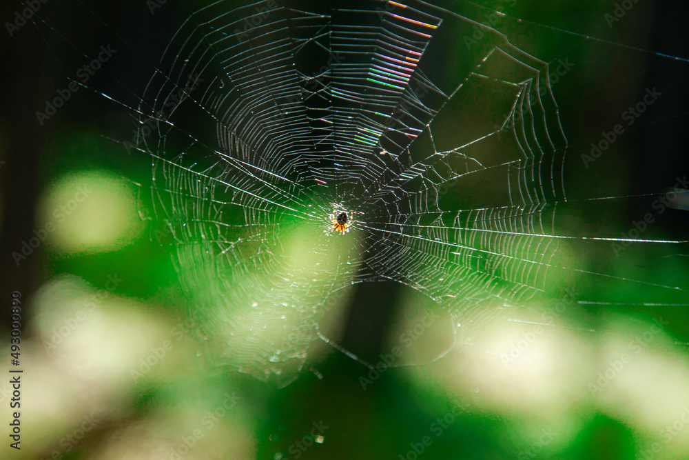 Naklejka premium Spider weaves its web in the forest
