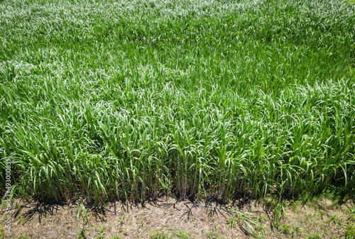 Napier Grass (pennisetum purpurerum) In Farm Plants