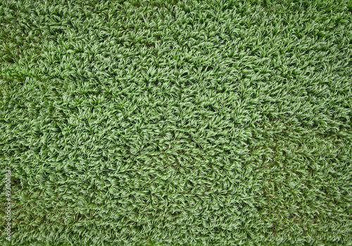 Napier Grass Above View Texture Backgrounds