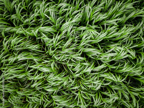 Napier Grass Above View Texture Backgrounds