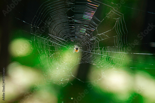 Spider weaves its web in the forest