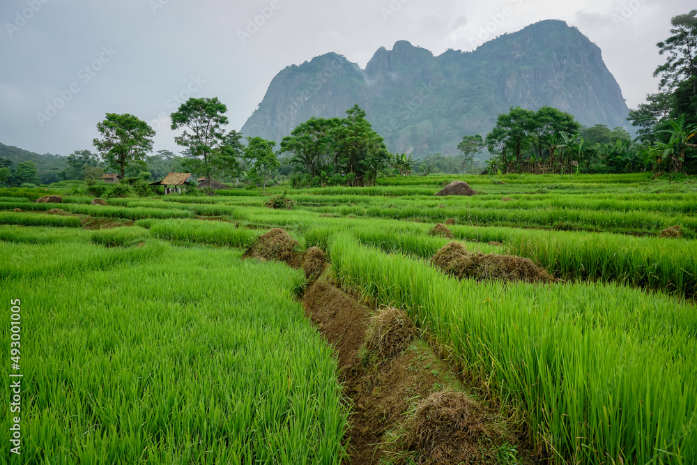 Paddy rice terraces in countryside area of Purwakarta.  mountain hills valley in Indonesia. 