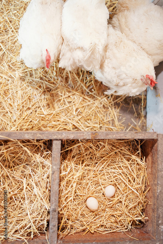 a white hen chicken lays eggs on a home farm on hay in a kuble nest photo