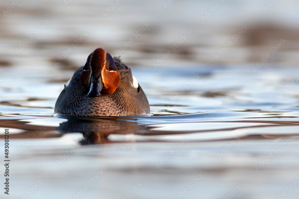 Swimming duck. Eurasian Teal. (Anas crecca) Blue water background. Swimming duck. Eurasian Teal. (Anas crecca) Blue water background.