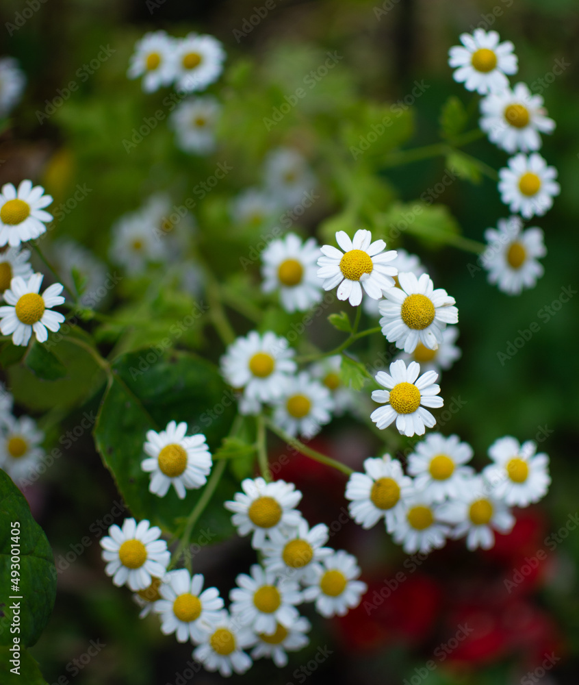 daisies in a field daisies in a field