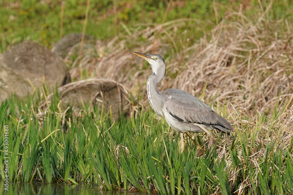 grey heron in the forest grey heron in the forest